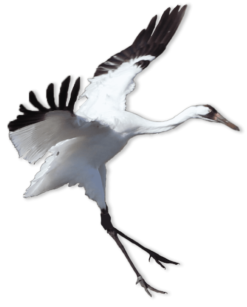 Crocodilians and Birds | AMNH