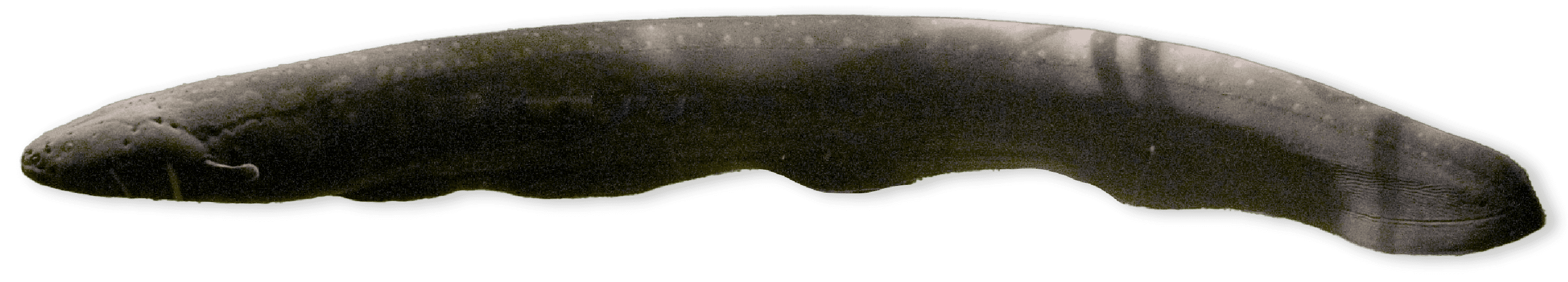 long slender swimming creature