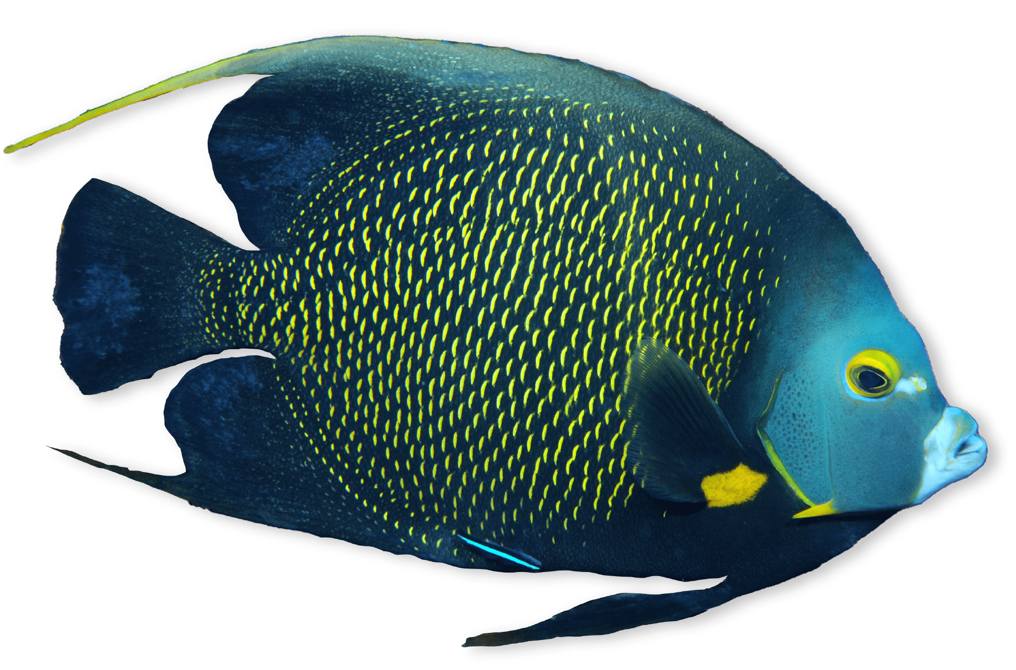 Blue fish with yellow specks