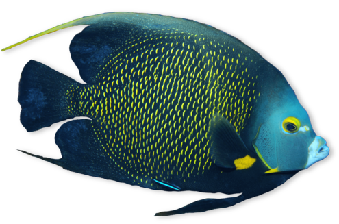 Blue fish with yellow specks