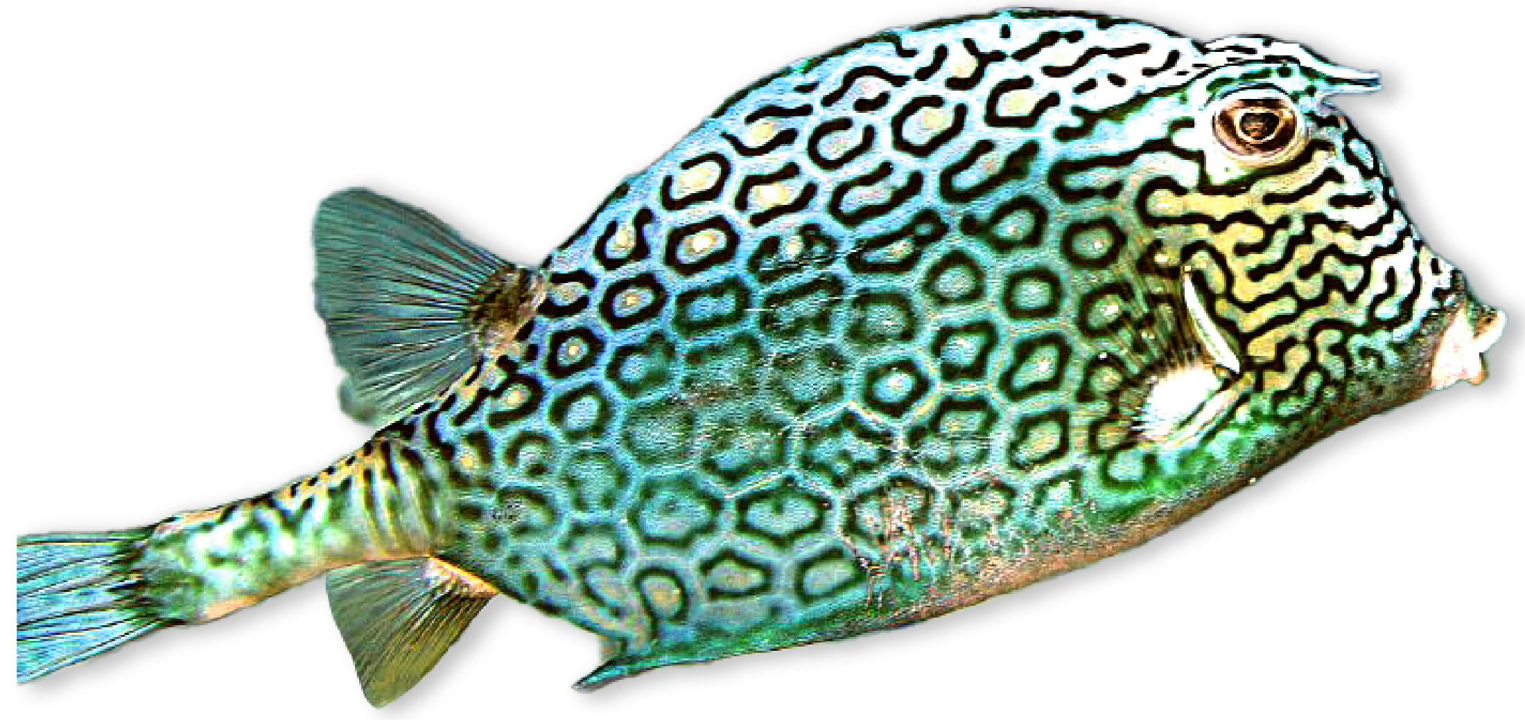 Blue and yellow fish with dark spots