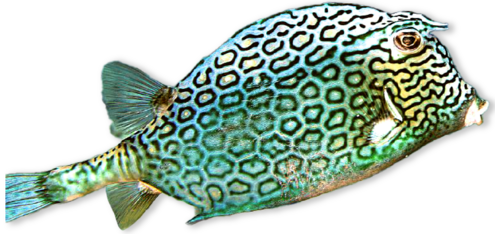 Blue and yellow fish with dark spots