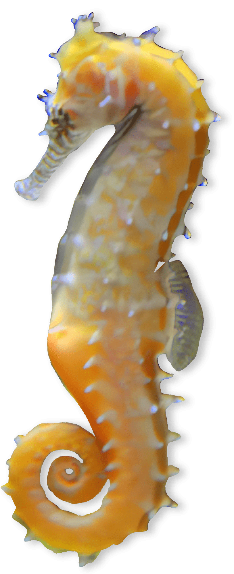 Yellow seahorse with tail curled