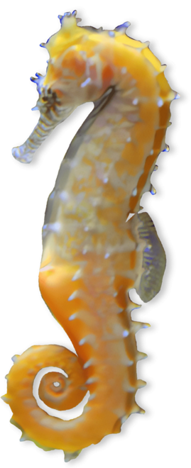 Yellow seahorse with tail curled