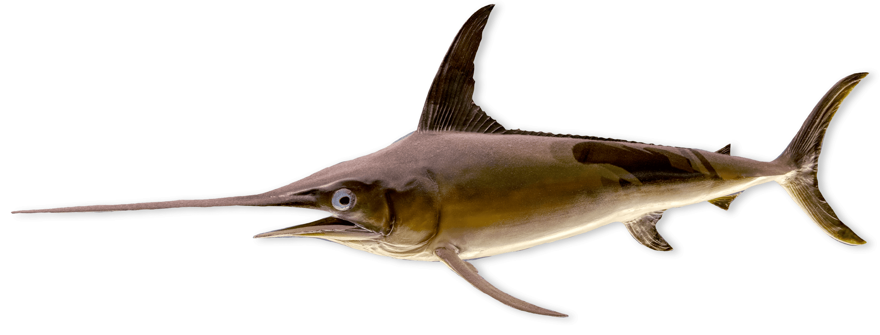 Slender fish with long nose