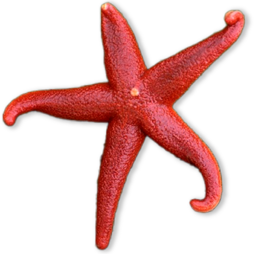 Vibrant red star-shaped sea creature