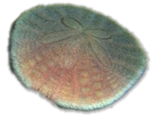 Coin-shaped sea creature