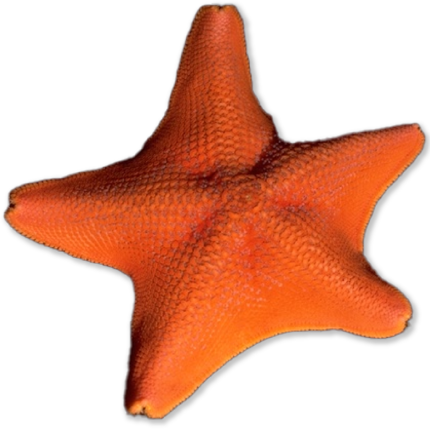 Echinoderms AMNH