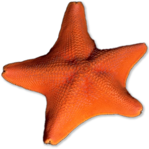 Orange star-shaped sea creature