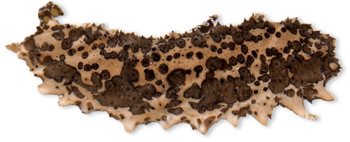 Mottled brown long sea creature