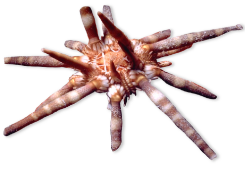 Spiky urchin with lots of tubes