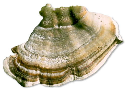 organic-shaped mushroom with bands of color