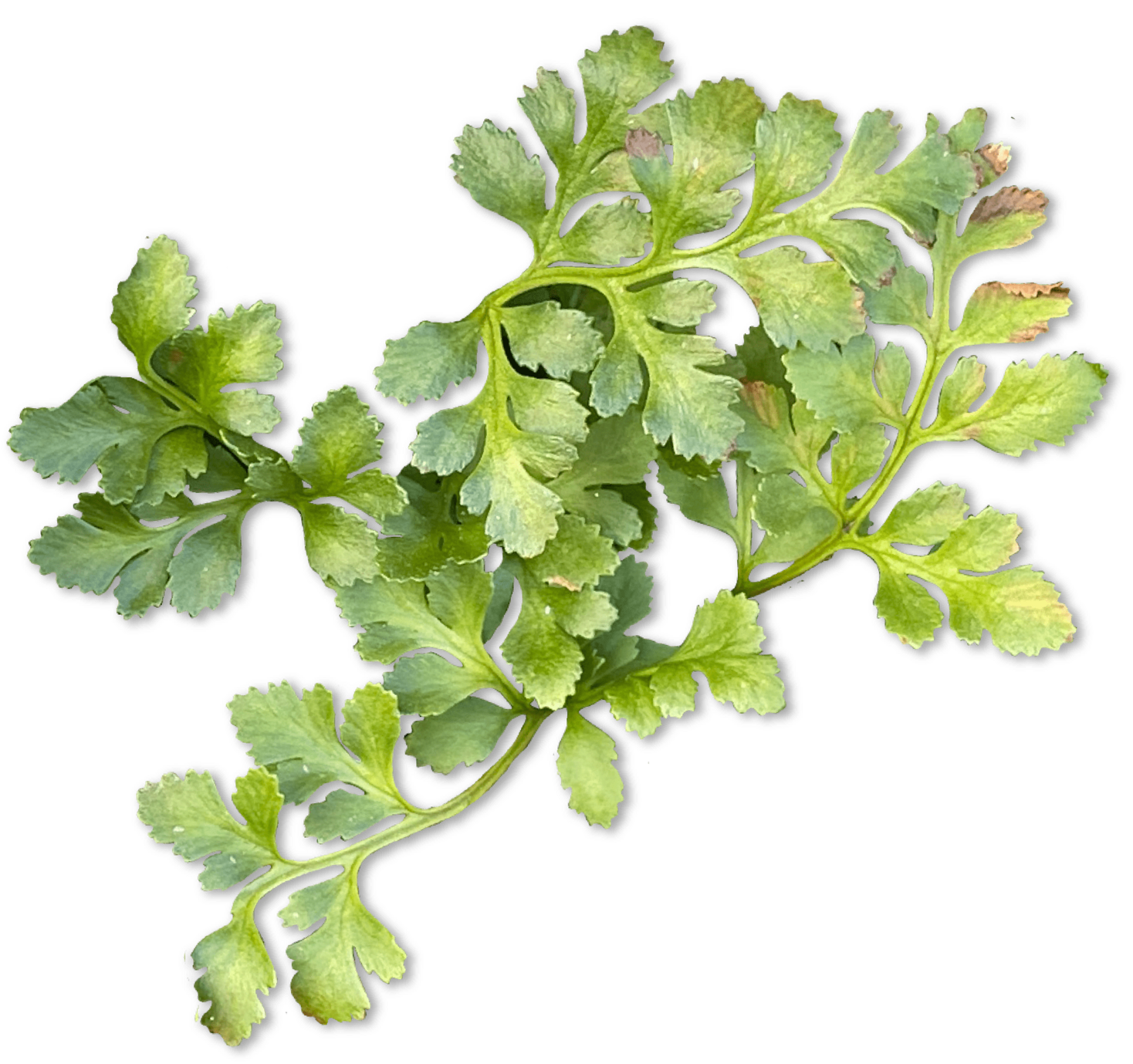 green-plants-amnh