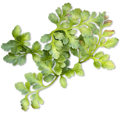 several fern fronds in a group