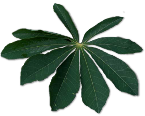 Single star-shaped leaf
