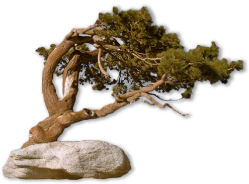 Desert tree on rock