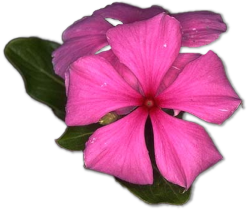 Several pink flowers with leaves