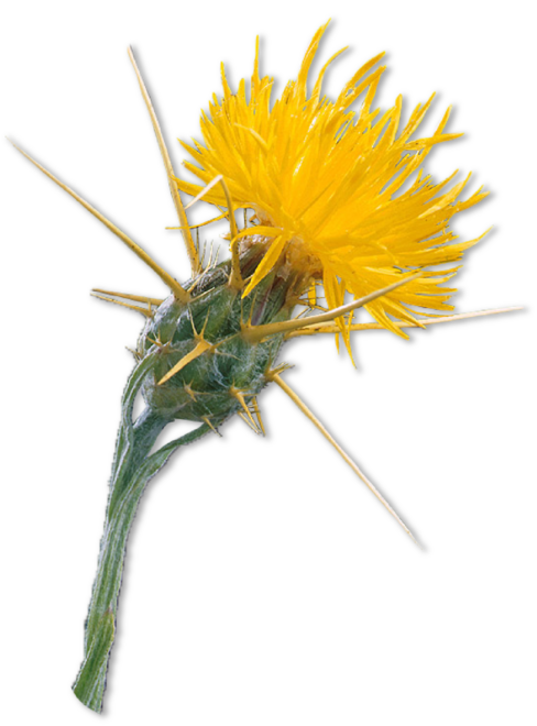Yellow flower with spikes