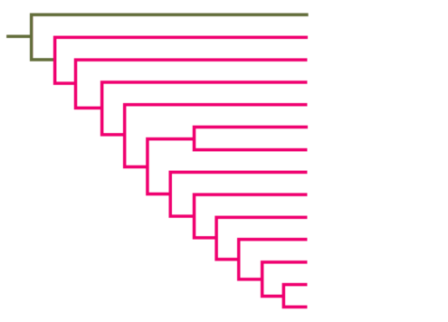 Left-facing rectangular cladogram. 