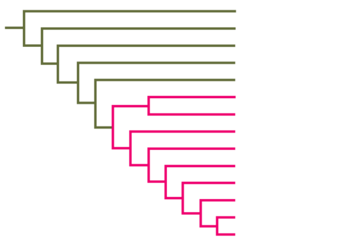 Left-facing rectangular cladogram with branching lines.