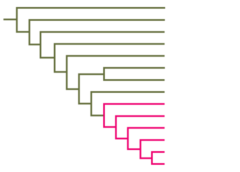 Left-facing rectangular cladogram with branching lines.