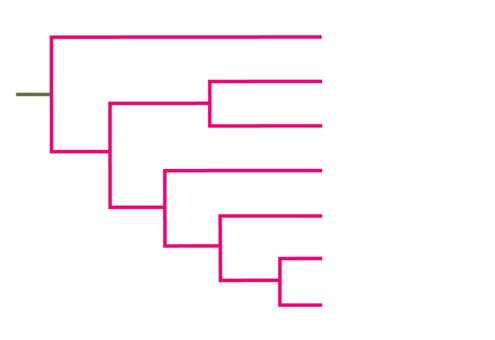 Left-facing cladogram. 