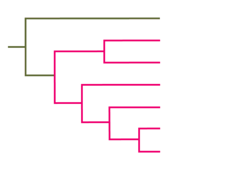 Left-facing cladogram. 