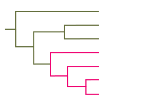Left-facing cladogram. 
