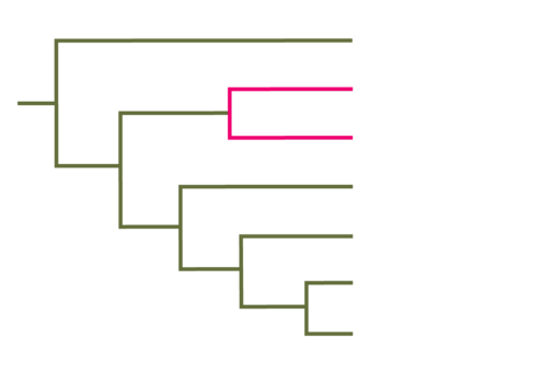 Left-facing cladogram. 