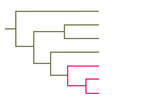 Left-facing cladogram. 