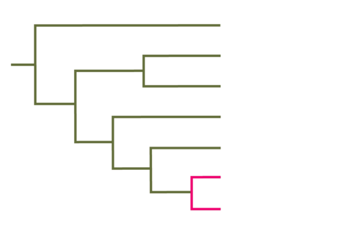 Left-facing cladogram. 