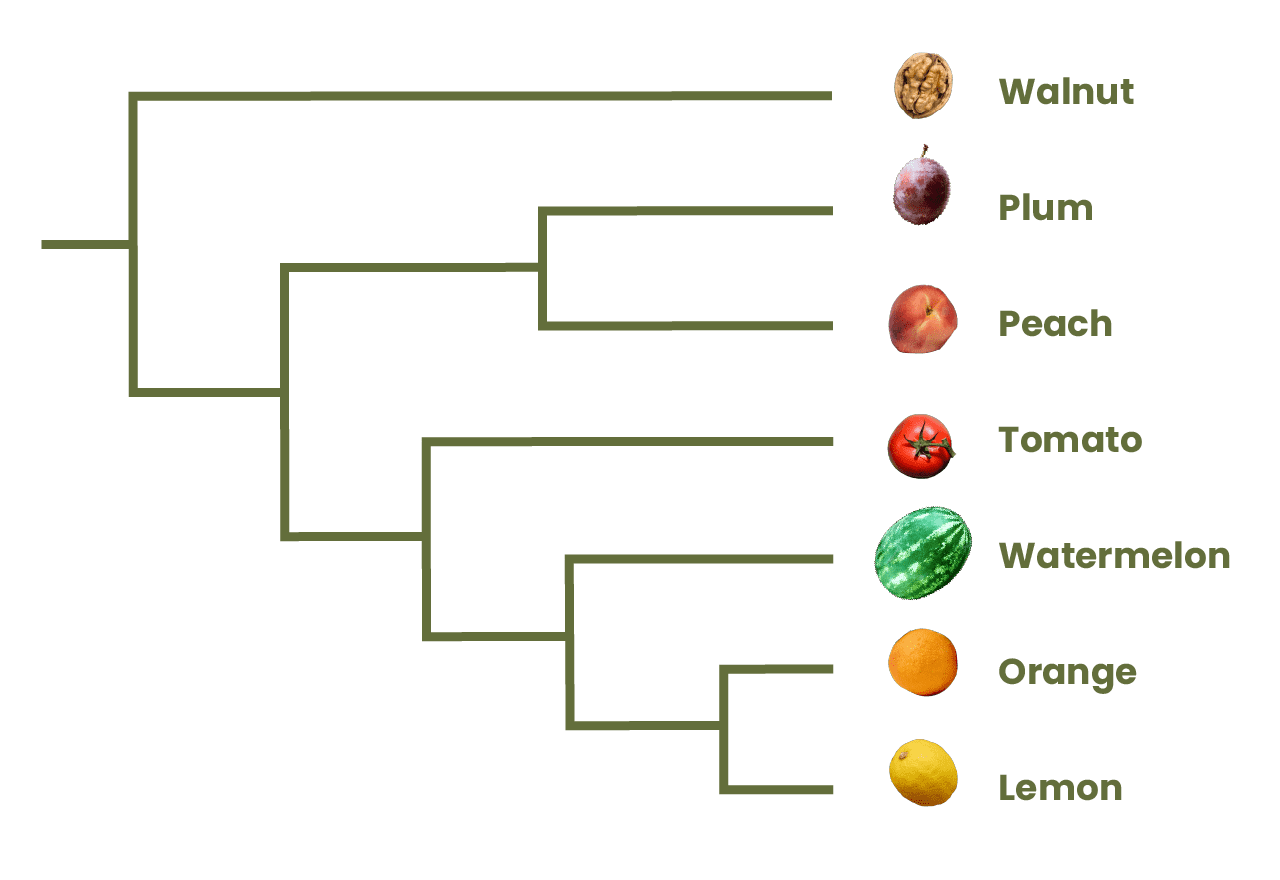 How to Read a Cladogram AMNH