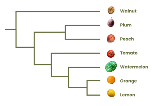 Left-facing cladogram with branches leading to small illustrations of a walnut, plum, peach, tomato, watermelon, orange, and lemon. 
