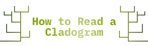 Banner with text "How to read a cladogram" flanked by two cladograms.