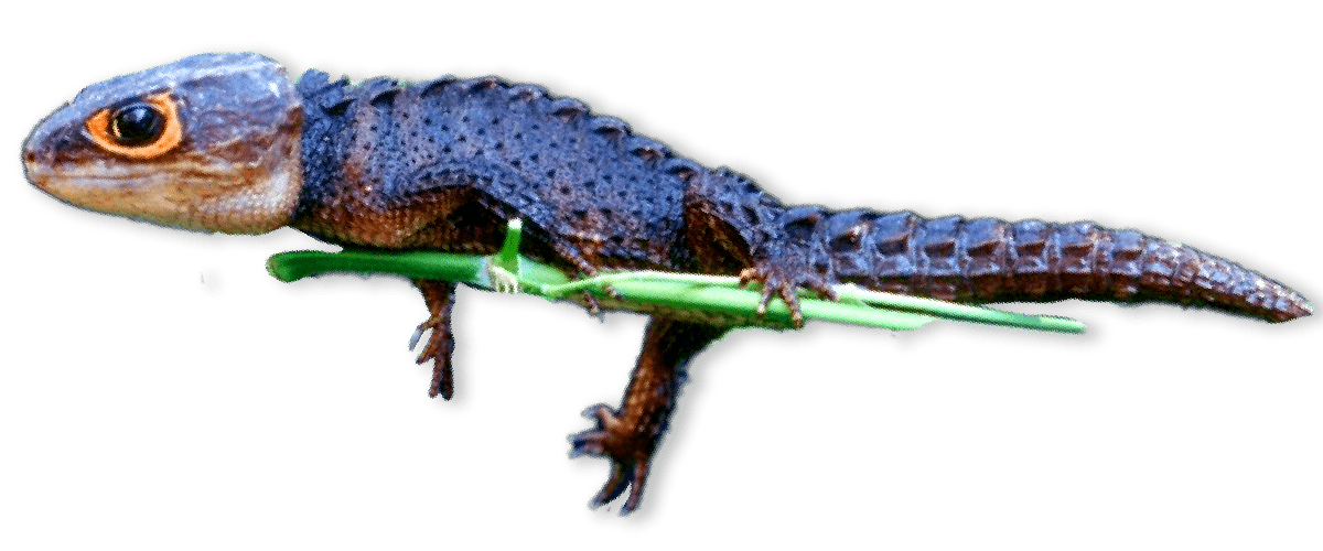 grey lizard with orange rings around eyes