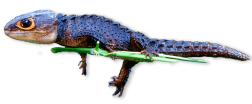 grey lizard with orange rings around eyes