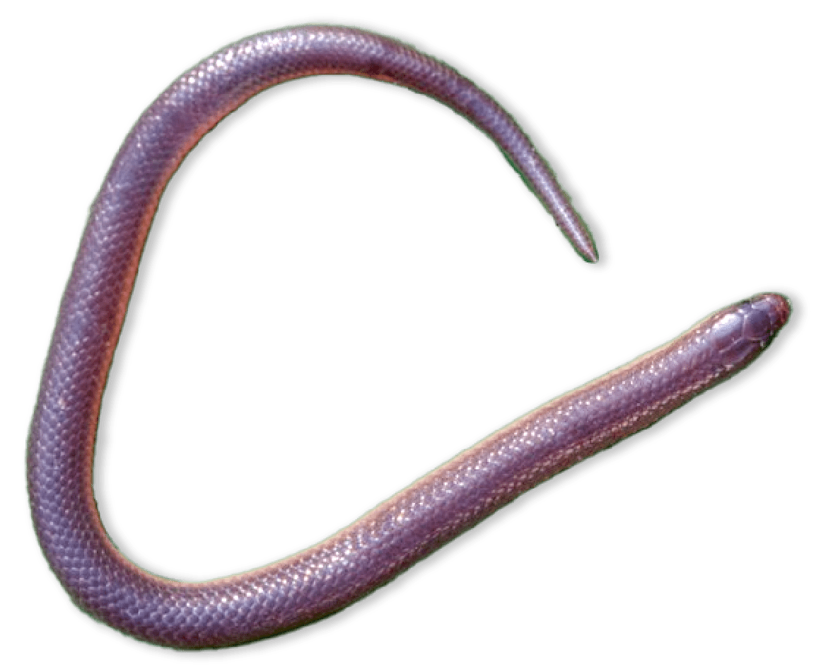 Pink snake that looks like worm