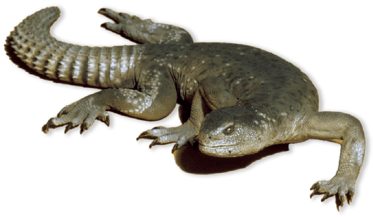 scaly creature laying down