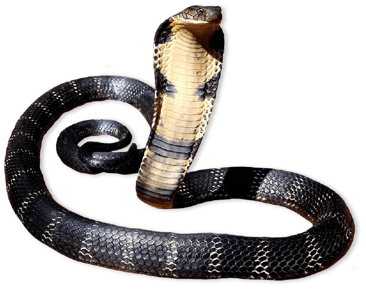 Black snake with head up