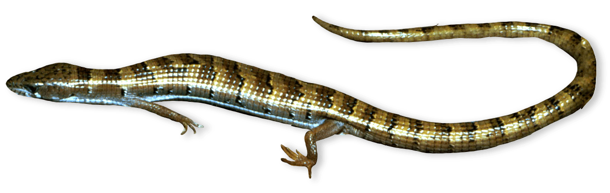 Long, slender, black and gold reptile