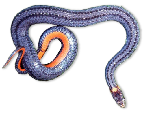 Snake with blue and black back and orange belly