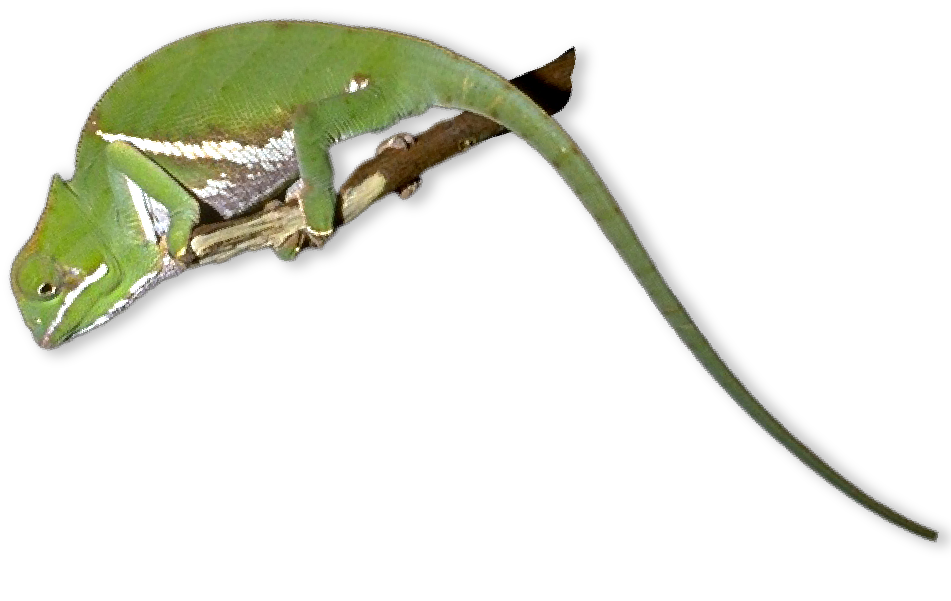 Green lizard on a tree branch