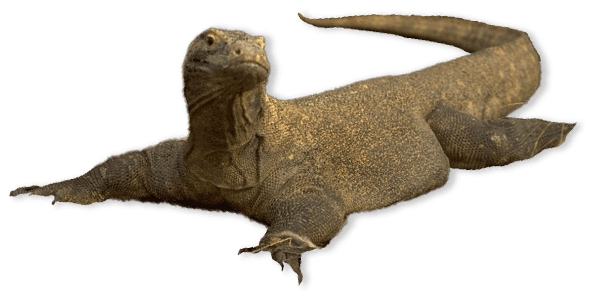 Large plump reptile laying down