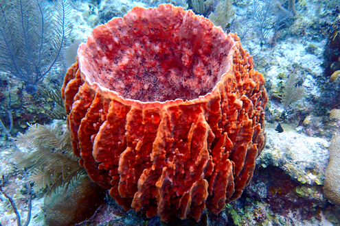 Sea sponge