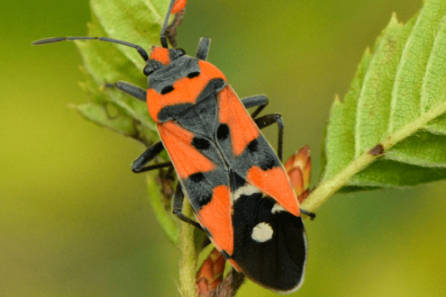 black and orange insect on a leaf