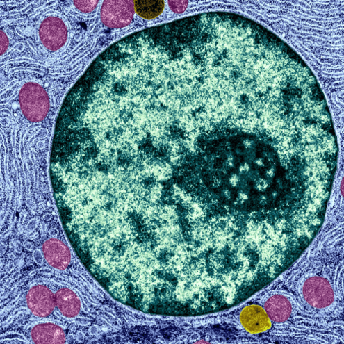 interior of cell with nucleus and organelles