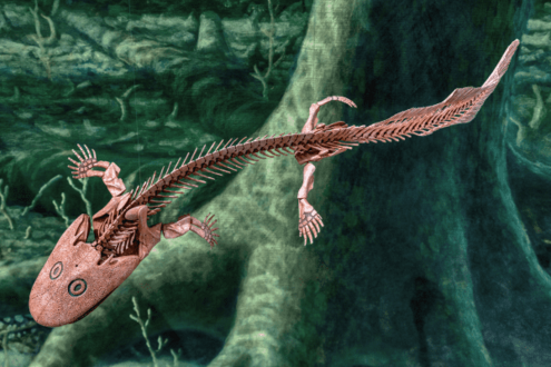 Fossil with four limbs