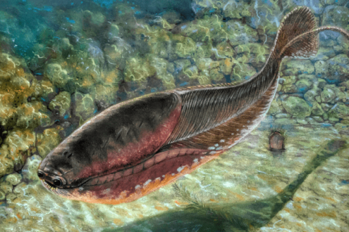 Painting of ancestral fish swimming