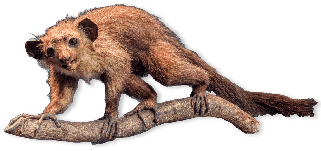 Hairy squirrel-like mammal