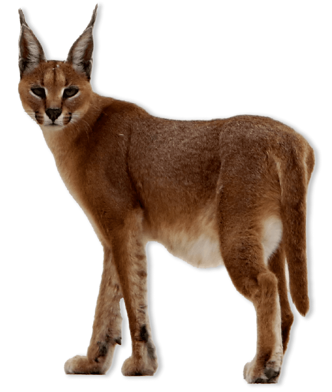 Tall, slender big cat